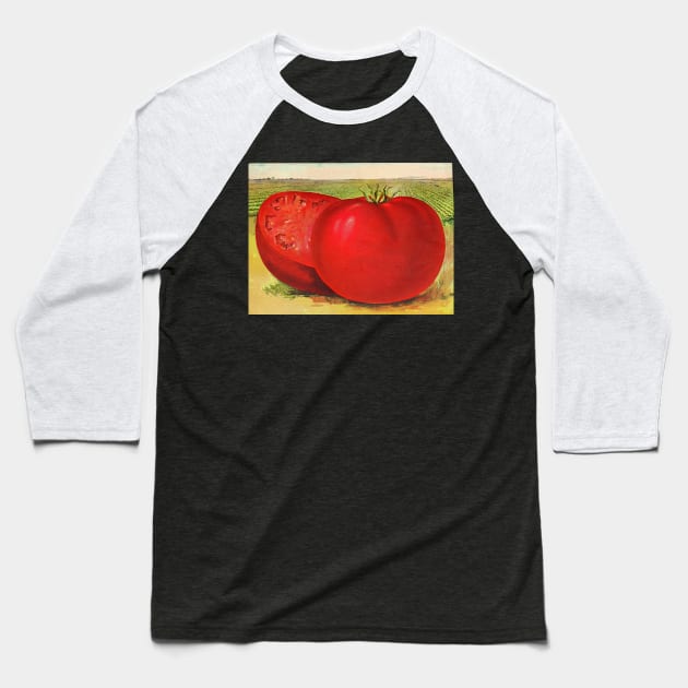 Vintage Illustration of a Beefsteak Tomato (1905) Baseball T-Shirt by Bravuramedia